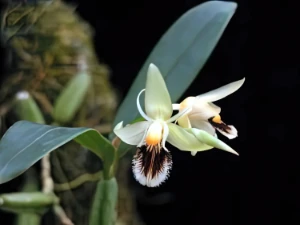 Bild von Coelogyne fimbriata 2